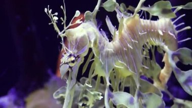 Yapraklı Seadragon (Phycodurus atları) tuzlu su akvaryumunda yüzer.