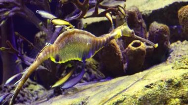 Weedy seadragon (Phyllopteryx taeniolatus) yiyecek aramak için suda yüzer.