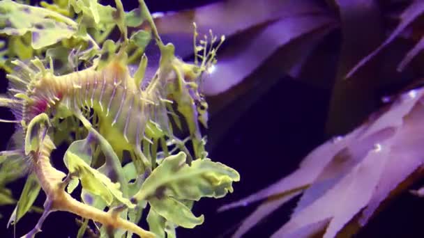 Leafy Seadragon Phycodurus Eques Swims Saltwater Aquarium — Stock Video