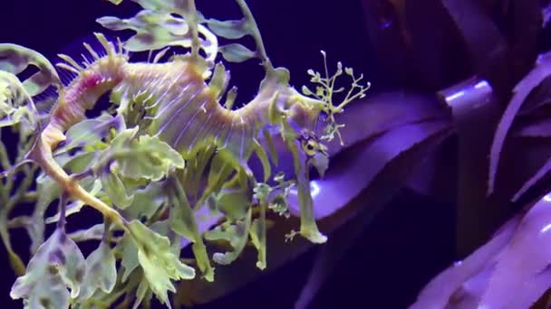 Leafy Seadragon Phycodurus Eques Swims Saltwater Aquarium — Stock Video