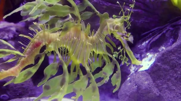 Leafy Seadragon Phycodurus Eques Nada Acuario Agua Salada — Vídeos de Stock