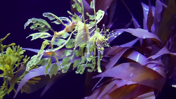 Φύλλα Seadragon Phycodurus Eques Κολυμπούν Ενυδρείο Θαλασσινού Νερού — Αρχείο Βίντεο