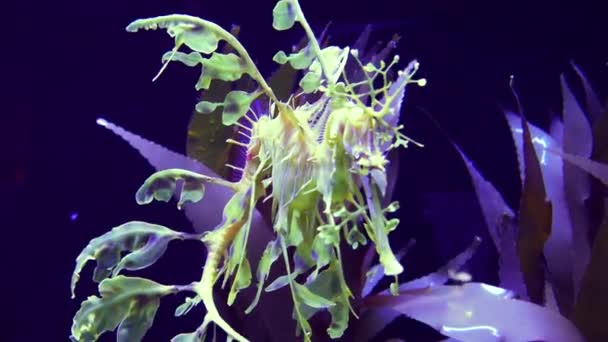 Leafy Seadragon Phycodurus Eques Swims Saltwater Aquarium — Stock Video