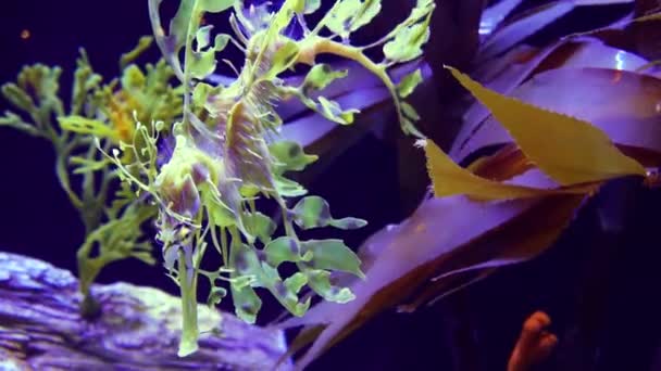 Leafy Seadragon Phycodurus Eques Nada Acuario Agua Salada — Vídeos de Stock