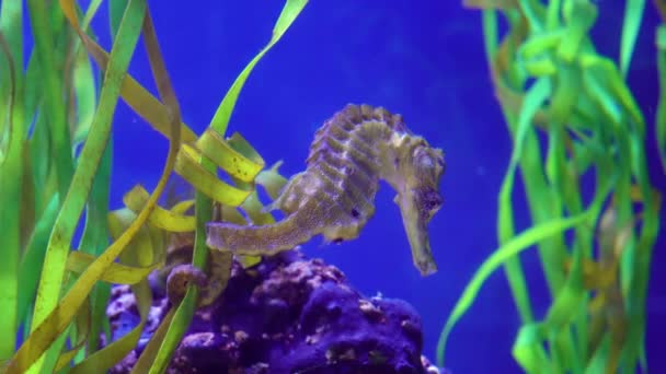 Seahorse Swims Marine Aquarium Holding Its Tail Algae — Stock Video