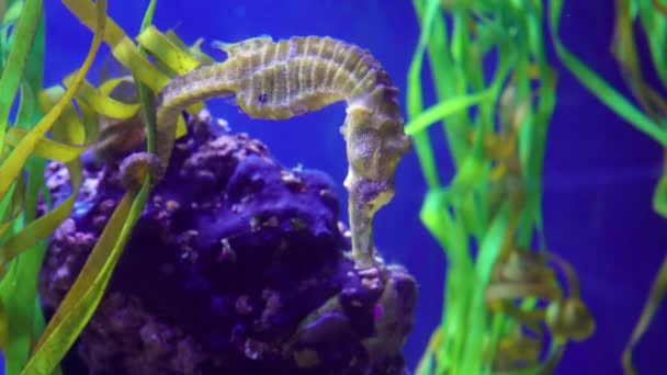 Seahorse Swims Marine Aquarium Holding Its Tail Algae — Stock Video