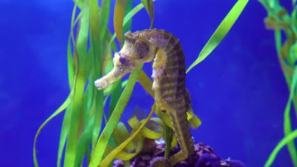 Seahorse Swims Marine Aquarium Holding Its Tail Algae — Stock Video