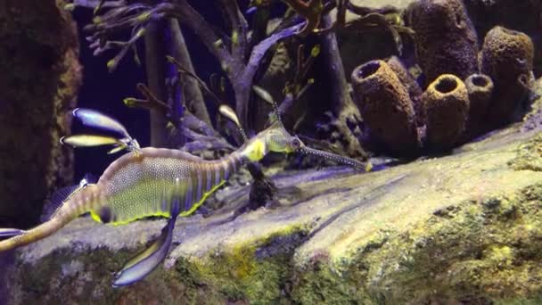 食物を求めて水の中を泳ぐ雑草の竜脚類 Phyllopteryx Taeniolatus — ストック動画
