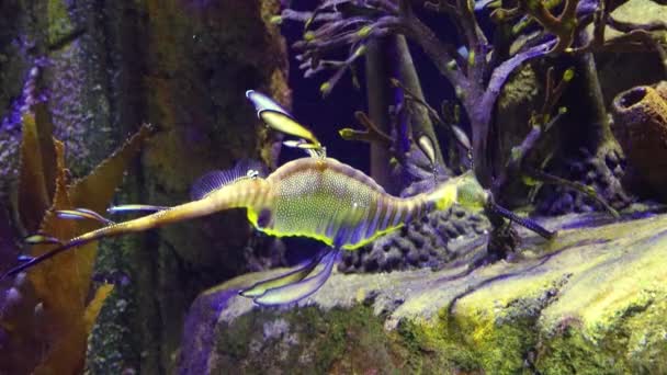 Странный Морской Адрагон Phyllopteryx Taeniolatus Плавает Воде Поисках Пищи — стоковое видео