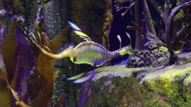 Weedy Seadragon Phyllopteryx Taeniolatus Zwemt Het Water Zoek Naar Voedsel — Stockvideo