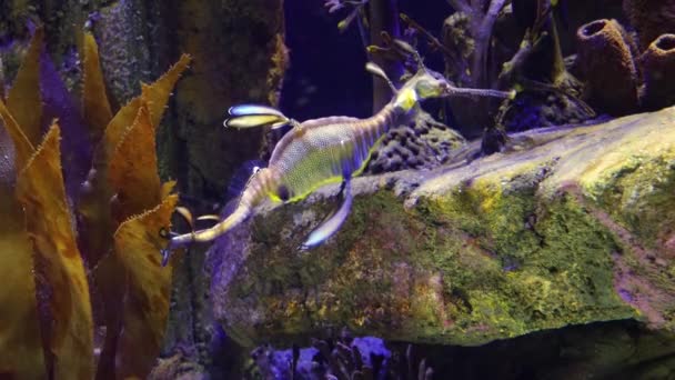 Weedy Seadragon Phyllopteryx Taeniolatus Schwimmt Auf Der Suche Nach Nahrung — Stockvideo