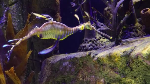 Weedy Seadragon Phyllopteryx Taeniolatus Κολυμπά Στο Νερό Αναζήτηση Τροφής — Αρχείο Βίντεο