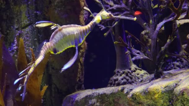 Weedy Seadragon Phyllopteryx Taeniolatus Swims Water Search Food — Stock Video