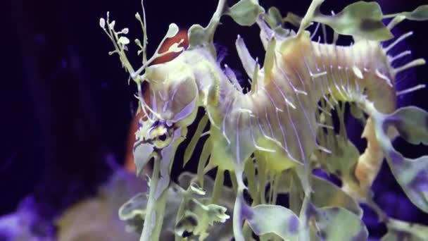 Leafy Seadragon Phycodurus Eques Swims Saltwater Aquarium — Stock Video