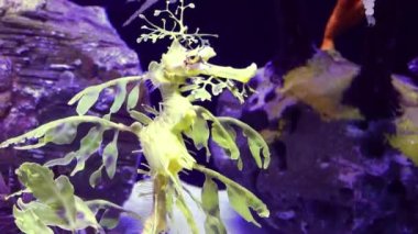 Yapraklı Seadragon (Phycodurus atları) tuzlu su akvaryumunda yüzer.