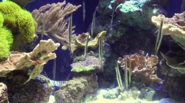 Karides balığı (Aeoliscus strigatus), tuzlu su akvaryumunda baş aşağı yüzer.