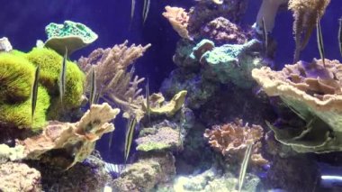 Karides balığı (Aeoliscus strigatus), tuzlu su akvaryumunda baş aşağı yüzer.