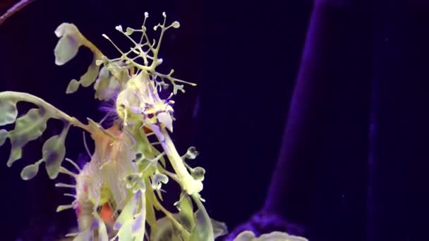 Leafy Seadragon Phycodurus Eques Úszik Egy Sós Vizes Akváriumban — Stock videók