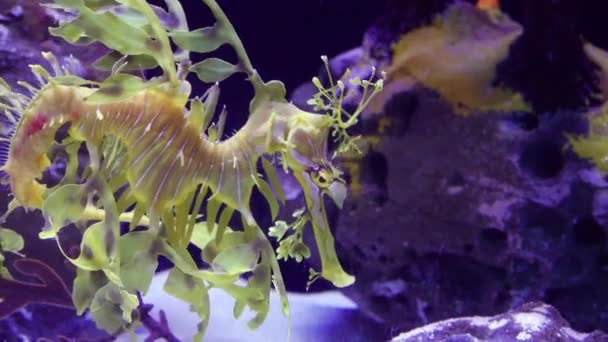Leafy Seadragon Phycodurus Eques Swims Saltwater Aquarium — Wideo stockowe