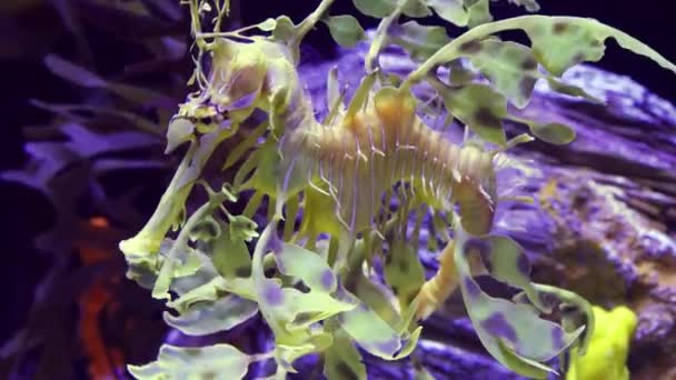 Leafy Seadragon Phycodurus Eques Swims Saltwater Aquarium — Stock Video