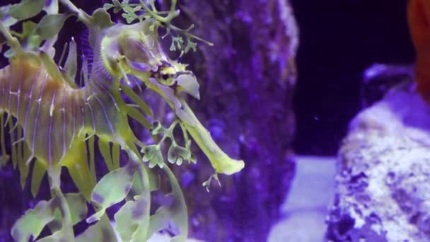 Leafy Seadragon Phycodurus Eques Swims Saltwater Aquarium — Stock Video