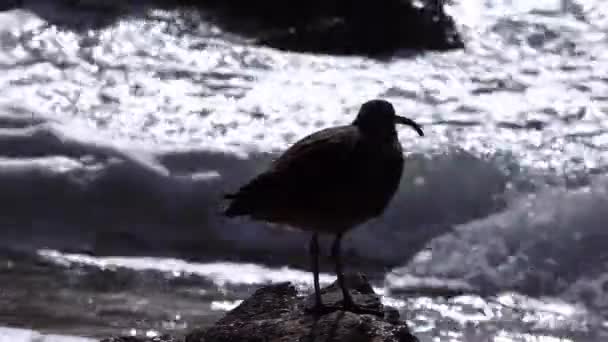 Whimbrel Numenius Phaeopus 加州海滩上行走的海鸟 背景为海洋 — 图库视频影像