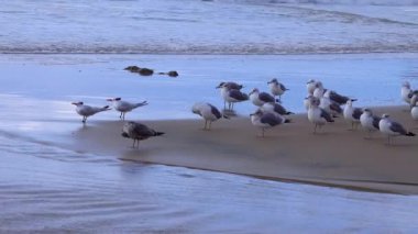 Seagulls are resting on the sandy shore in the surf zone, Seabirds on the Pacific Ocean