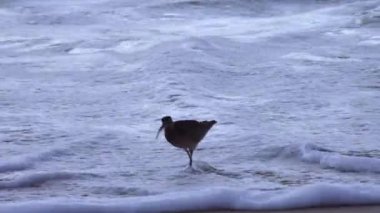 Whimbrel (Numenius phaeopus), arka planda okyanusla Kaliforniya sahilinde yürüyen deniz kuşu. ABD