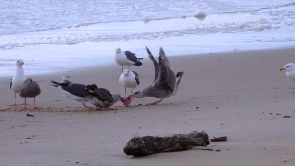 Seagulls Fighting Food Sandy Shore Surf Seabirds Pacific Ocean — Video