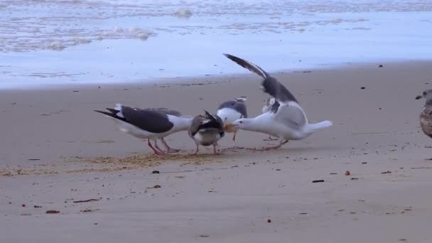 Seagulls Fighting Food Sandy Shore Surf Seabirds Pacific Ocean — Video