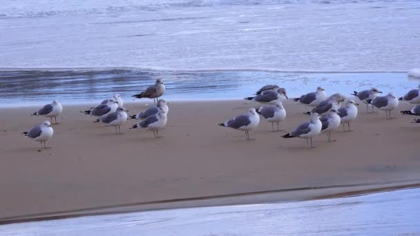Seagulls Resting Sandy Shore Surf Zone Seabirds Pacific Ocean — Video