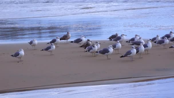 Seagulls Resting Sandy Shore Surf Zone Seabirds Pacific Ocean — Αρχείο Βίντεο