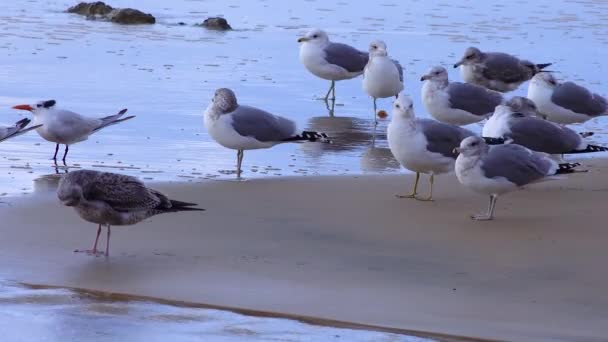 Seagulls Resting Sandy Shore Surf Zone Seabirds Pacific Ocean — Video