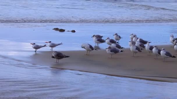 Seagulls Resting Sandy Shore Surf Zone Seabirds Pacific Ocean — Stok video