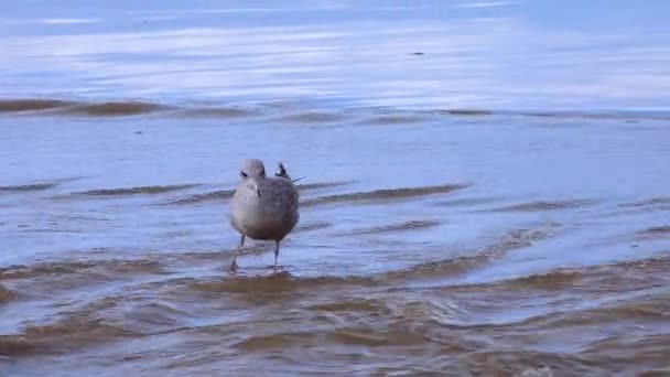Gabbiani Riposano Sulla Spiaggia Sabbiosa Nella Zona Del Surf Uccelli — Video Stock