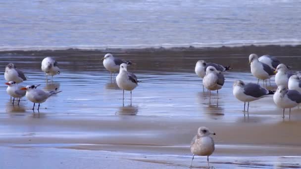 Seagulls Resting Sandy Shore Surf Zone Seabirds Pacific Ocean — Video