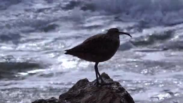 Whimbrel Numenius Phaeopus 加州海滩上行走的海鸟 背景为海洋 — 图库视频影像