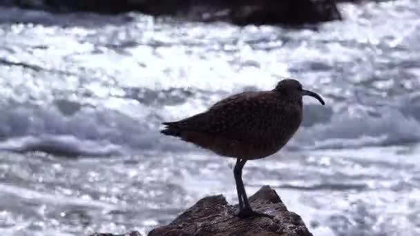 Courlis Corlieu Numenius Phaeopus Oiseau Mer Qui Marche Sur Plage — Video