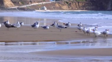 Pasifik Okyanusu 'ndaki deniz kuşları. Martılar sörf bölgesindeki kumlu sahilde dinleniyor.
