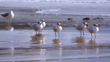 Pasifik Okyanusu 'ndaki deniz kuşları. Martılar sörf bölgesindeki kumlu sahilde dinleniyor.