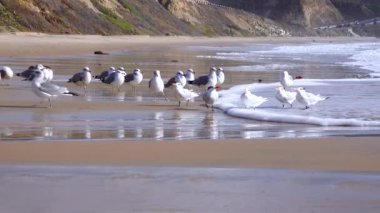 Pasifik Okyanusu 'ndaki deniz kuşları. Martılar sörf bölgesindeki kumlu sahilde dinleniyor.