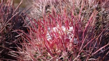 Kaliforniya 'da kaktüslü çöl manzarası. Cannonball, Cotton top, çok başlı Barrel Kaktüs (Echinocactus polycephalus))