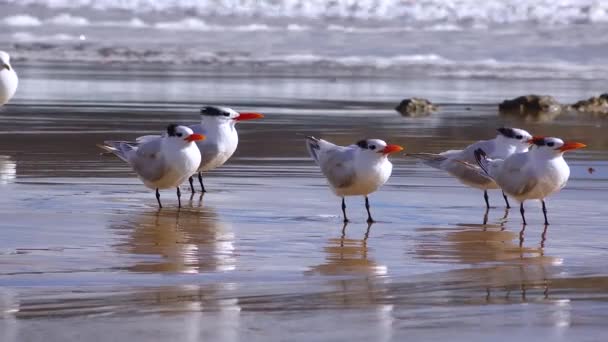 Seabirds Pacific Ocean Les Goélands Reposent Sur Rivage Sablonneux Zone — Video