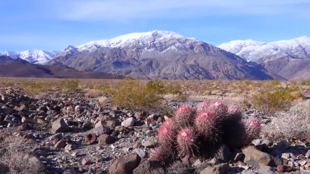 Krajobraz Pustynny Kaktusami Kalifornii Kula Armatnia Cotton Top Kaktus Baryłkowy — Wideo stockowe