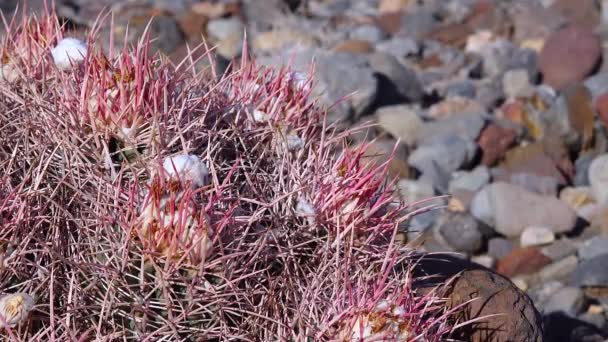 Sivatagi Táj Kaktuszokkal Kaliforniában Ágyúgolyó Gyapottető Sokfejű Kaktusz Echinocactus Polycephalus — Stock videók