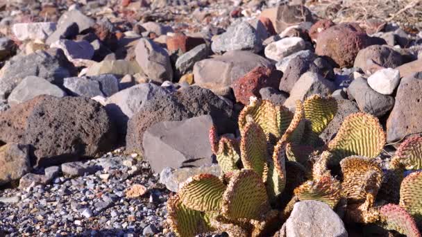 Bunny Ears Prickly Pear Opuntia Microdasys Desert Wintering Reddened Sun — стоковое видео