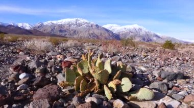 Tavşan kulaklı dikenli armut (Opuntia microdasys), çöl kışı güneşte kızarır. Kaliforniya Kaktüsü
