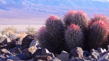 Desert landscape with cacti in the California. Cannonball, Cotton top, Many-headed Barrel Cactus (Echinocactus polycephalus)