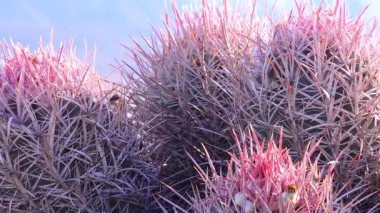 Kaliforniya 'da kaktüslü çöl manzarası. Cannonball, Cotton top, çok başlı Barrel Kaktüs (Echinocactus polycephalus))