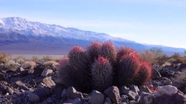 Kaliforniya 'da kaktüslü çöl manzarası. Cannonball, Cotton top, çok başlı Barrel Kaktüs (Echinocactus polycephalus))